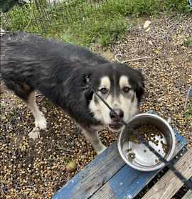 Photo of Ryju and Soot