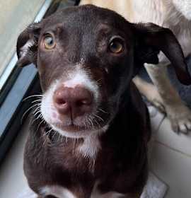 Photo of Baby Sirius