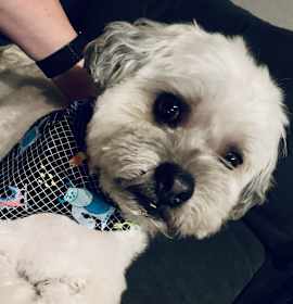 Photo of Teddy