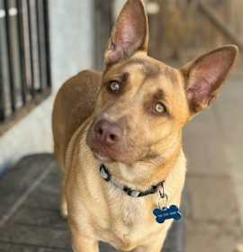 Photo of Nala