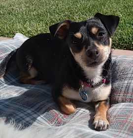 Photo of Starla