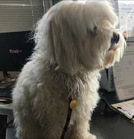 Photo of LEO