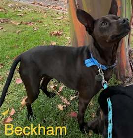 Photo of Beckham and Cooper