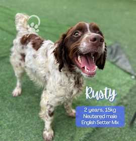 Photo of Rusty