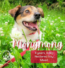 Photo of MongMong- Foster Hold!