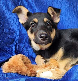 Photo of Marlene GSD