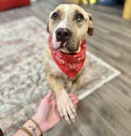Photo of Toby is cool and ready for the pool