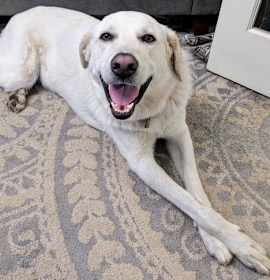 Photo of Ozzy - I'M LOCAL, NEED FOSTER