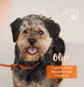Photo of Olive