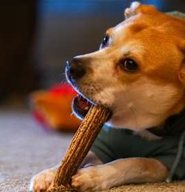 Bertie Botts photo 3