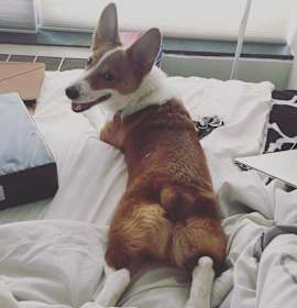 Photo of Roscoe