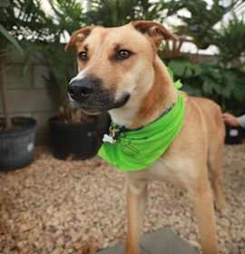 Photo of SIMON