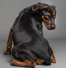 Photo of  Jar Jar Binks