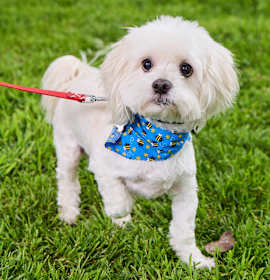Photo of Milo