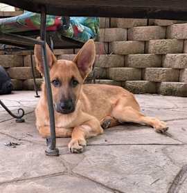 Photo of Bohdi 7216