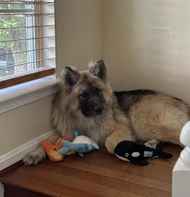 Photo of Echo