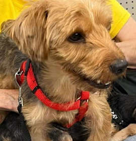 Photo of Graham *Foster or Adopt*