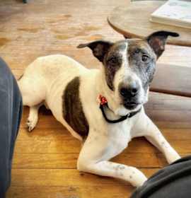 Photo of Scrappie -LOCAL