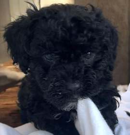 Photo of Piper