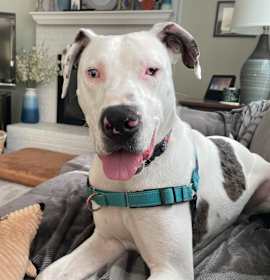 Photo of Loki