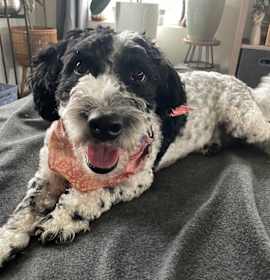 Photo of MILLIE