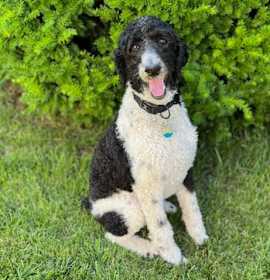 Photo of LOUIE