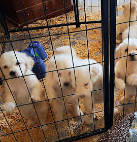 Photo of The Powder Puff litter