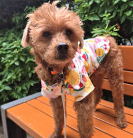 Photo of Teddy (HDS)