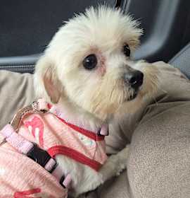 Photo of Lulu (HDS)