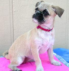 Photo of DALILA