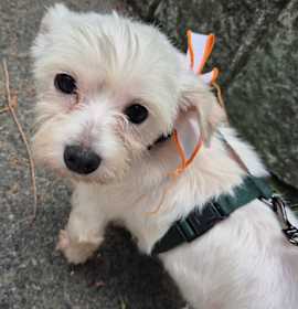 Photo of Hani (HDS)