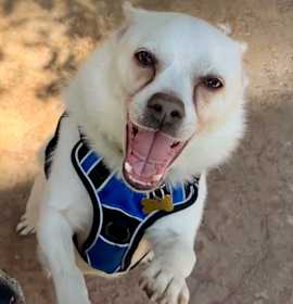 Photo of Buko (3yrs in Nov)