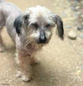 Photo of Rose is a sweet senior