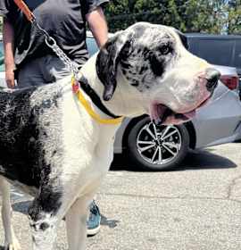 Photo of Duke
