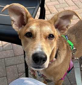 Photo of Daisy