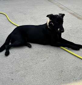 Photo of Tucker