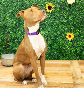 Hazel (Sponsored) photo 4