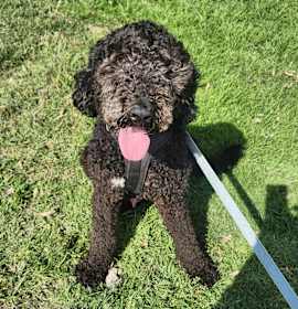 Photo of Tiko