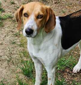 Photo of Sweetbriar *Adopt or Foster*