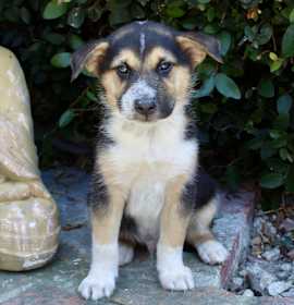 Photo of Enzo