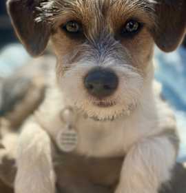 Photo of Beau
