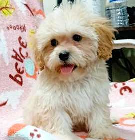 Photo of LEXI