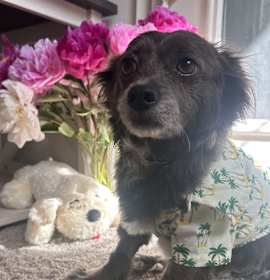 Photo of Pepper