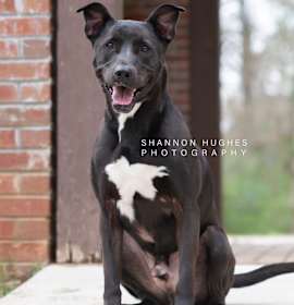 Photo of Rocky aka Ace