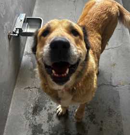 Photo of Scarlett A5701980