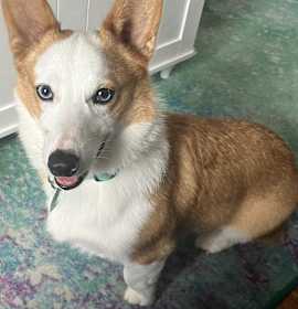 Photo of Sweet Potato
