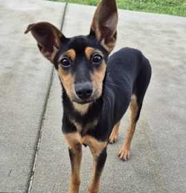 Photo of Rue