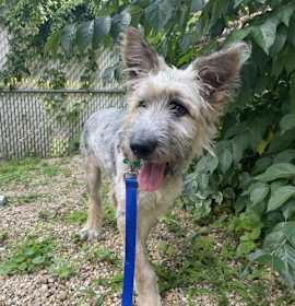 Photo of Willow