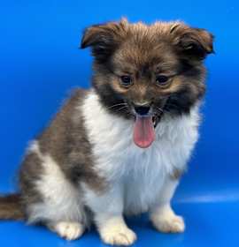 Photo of Sterling
