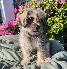 Photo of Bonnie